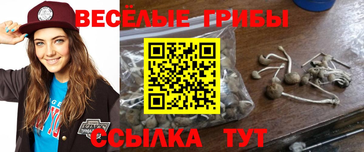 Галлюциногенные грибы Psilocybine cubensis Кудымкар